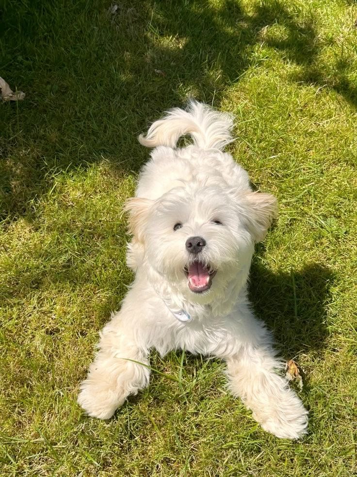 A little white dog playing outside