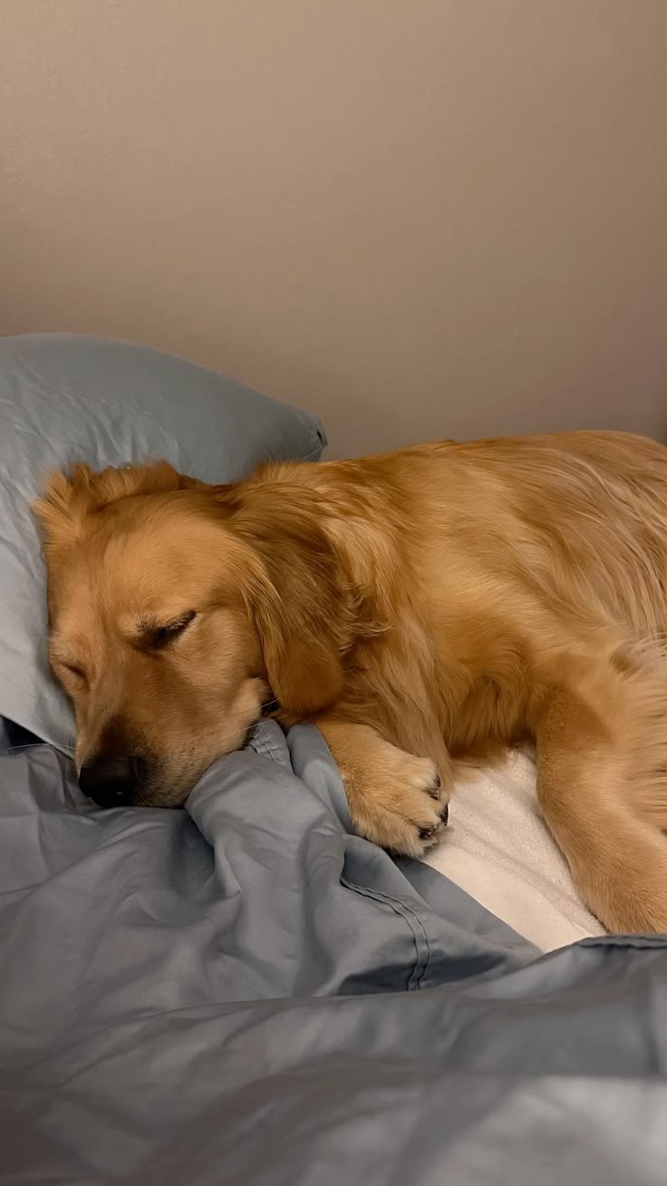A golden retriever sleeping on a bed