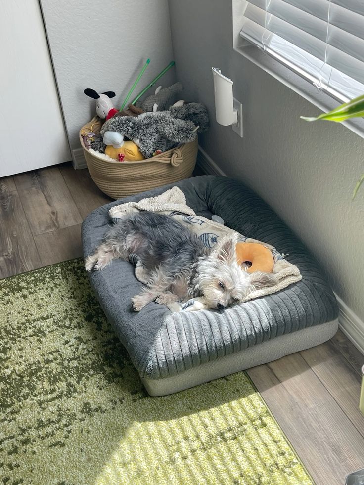 A small senior dog resting peacefully