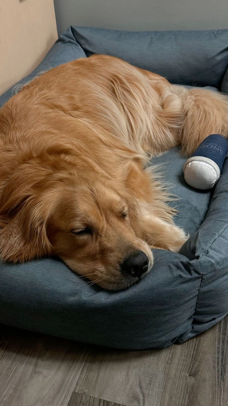 A golden retriever asleep in a blue dog bed