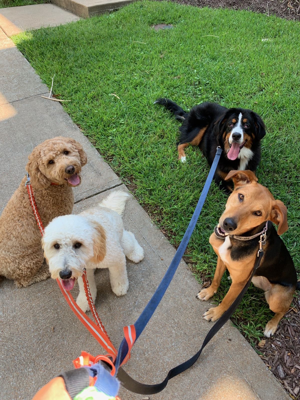 Four dogs enjoying a walk together