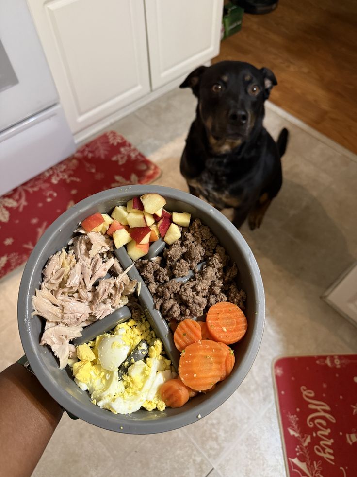 A dog beside a carefully prepared meal