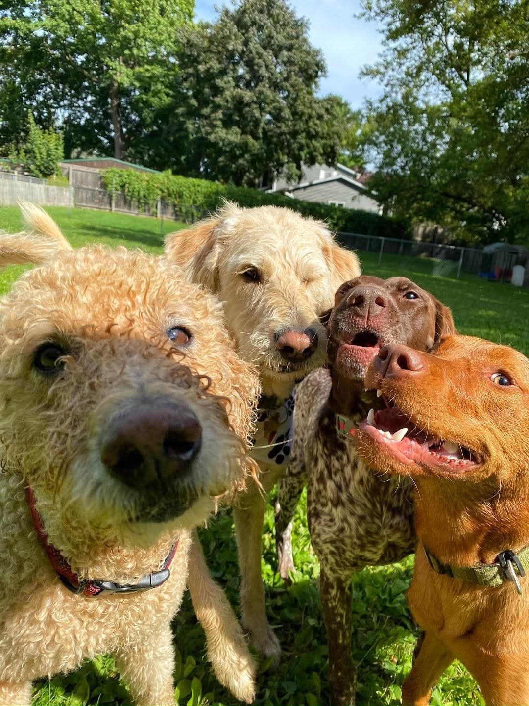 A happy group of dogs out walking